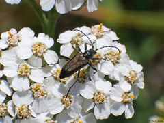 Anastrangalia sanguinea