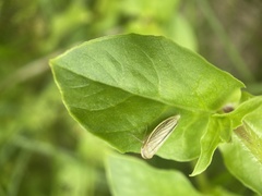 Athysanus argentarius