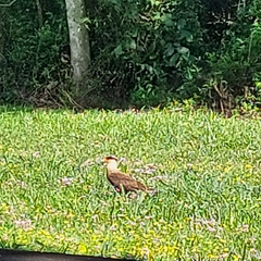 Caracara plancus plancus