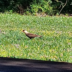 Caracara plancus plancus