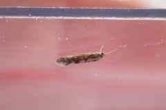 Agraylea