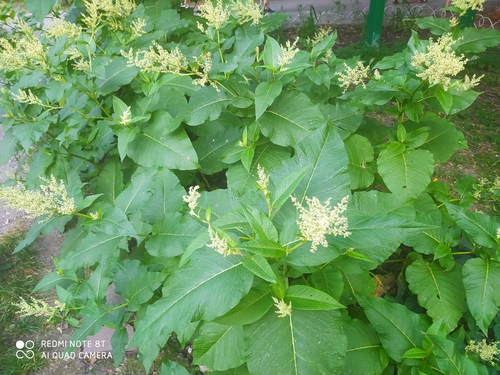 Aconogonon weyrichii iNat (3)