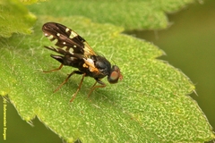 Dicheniotes