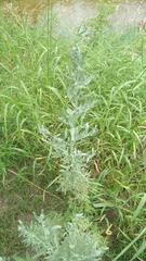 Artemisia vulgaris vulgaris