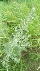 Artemisia vulgaris vulgaris