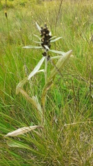 Omalotheca norvegica