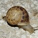 Chocolate-band Snail - Photo (c) Σάββας Ζαφειρίου (Savvas Zafeiriou), some rights reserved (CC BY-NC), uploaded by Σάββας Ζαφειρίου (Savvas Zafeiriou)