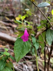 Clinopodium multiflorum