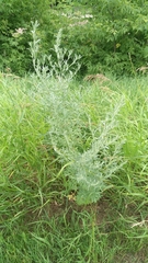 Artemisia vulgaris vulgaris