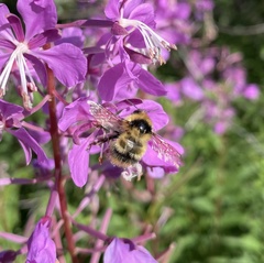 Bombus frigidus