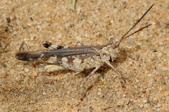 Psinidia fenestralis