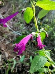 Clinopodium multiflorum