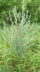Artemisia vulgaris vulgaris