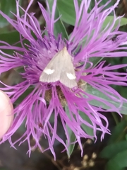 Udea alpinalis