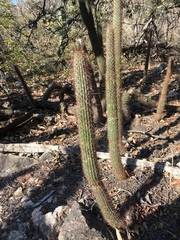 Cleistocactus