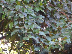 Celtis mildbraedii