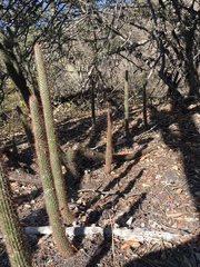 Cleistocactus
