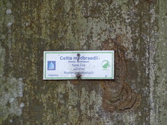 Celtis mildbraedii