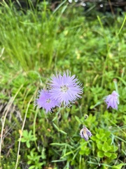 Dianthus sternbergii