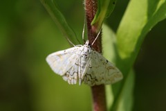 Elophila nymphaeata