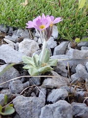 Primula laurentiana