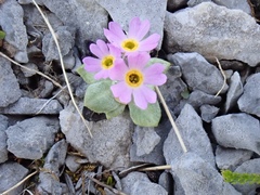 Primula laurentiana