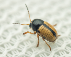 Cryptocephalus pygmaeus