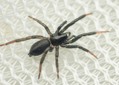 Drassyllus