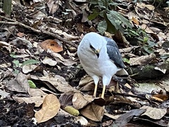 Buteogallus lacernulatus