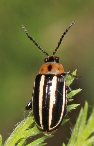 Pigweed Flea Beetle photo 3