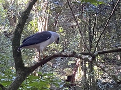 Buteogallus lacernulatus