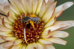 Halictus
