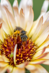 Halictus
