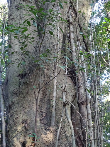 Image of Thorny elm by (c) Shaun Swanepoel, some rights reserved (CC BY)