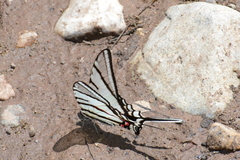 Protographium epidaus tepicus