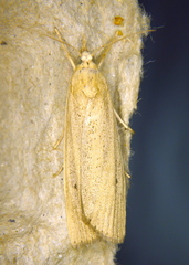 Gonioterma mistrella