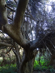 Ficus natalensis