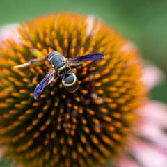 Euodynerus hidalgo boreoorientalis