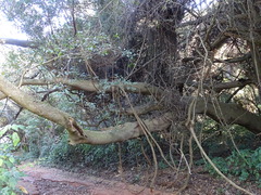 Ficus natalensis