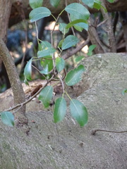Ficus natalensis