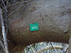 Ficus natalensis