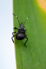 Halyomorpha halys