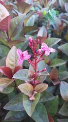 Pseuderanthemum carruthersii