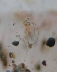 Daphnia mendotae