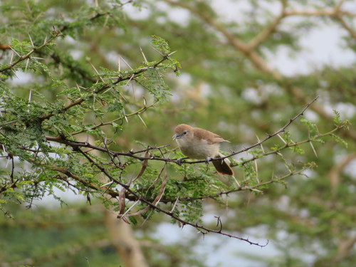 Northern Brownbul (Phyllastrephus strepitans), photo 2