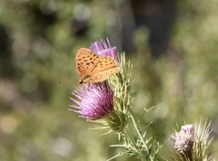 Speyeria coronis carolae