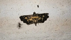 Eurrhyparodes bracteolalis