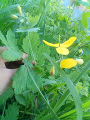 Chelidonium majus