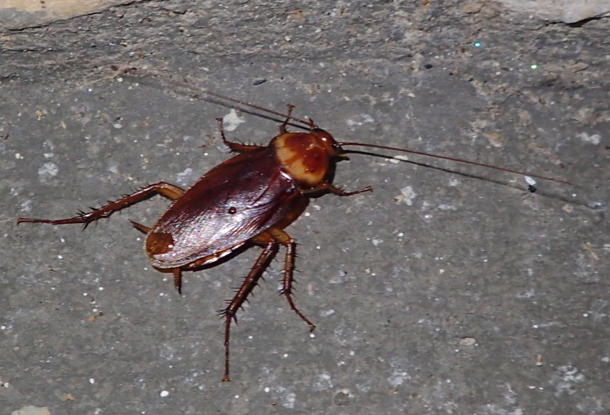 American Cockroach from Centro Storico, 73048 Nardò LE, Italia on July ...