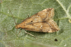 Brachmia blandella